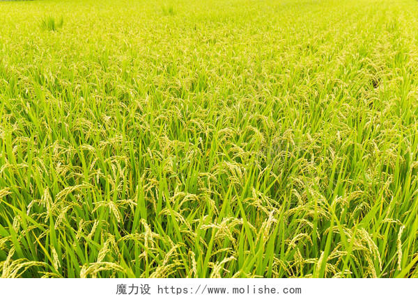 水稻领域草甸希望的田野